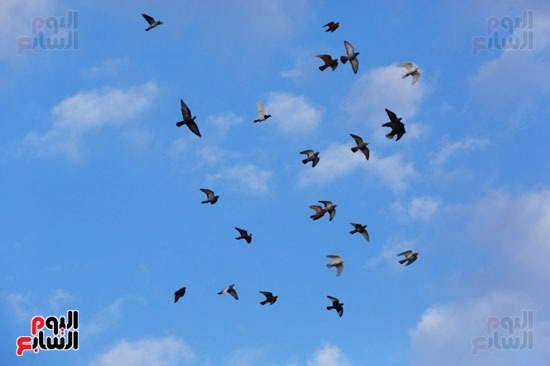 الطيور والسحب (5)