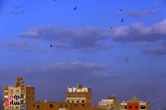 الطيور والسحب (2)