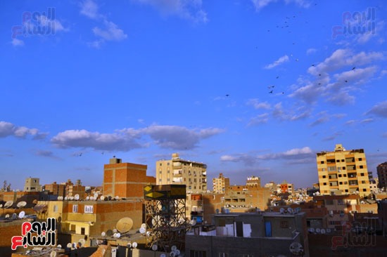 الطيور والسحب (4)