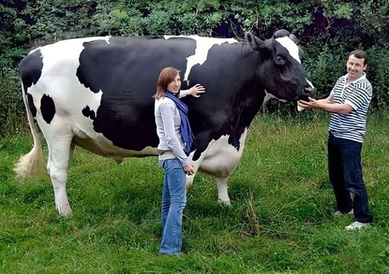 البقرة الهولندية هوليشتاين