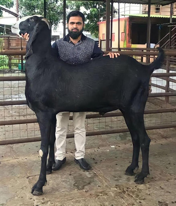 الماعز الباكستانى
