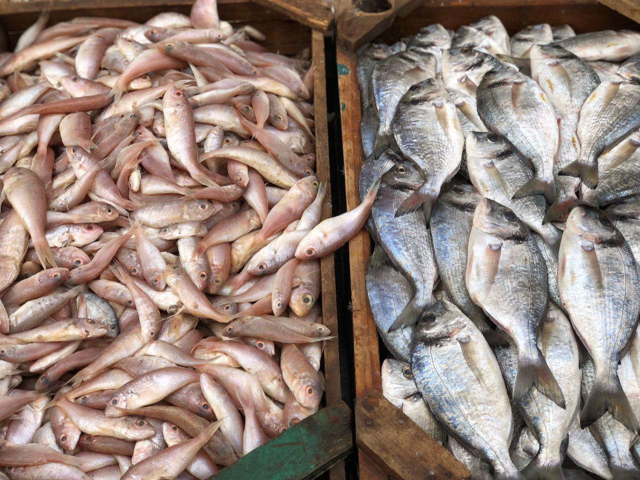 سوق سمك الدقهلية