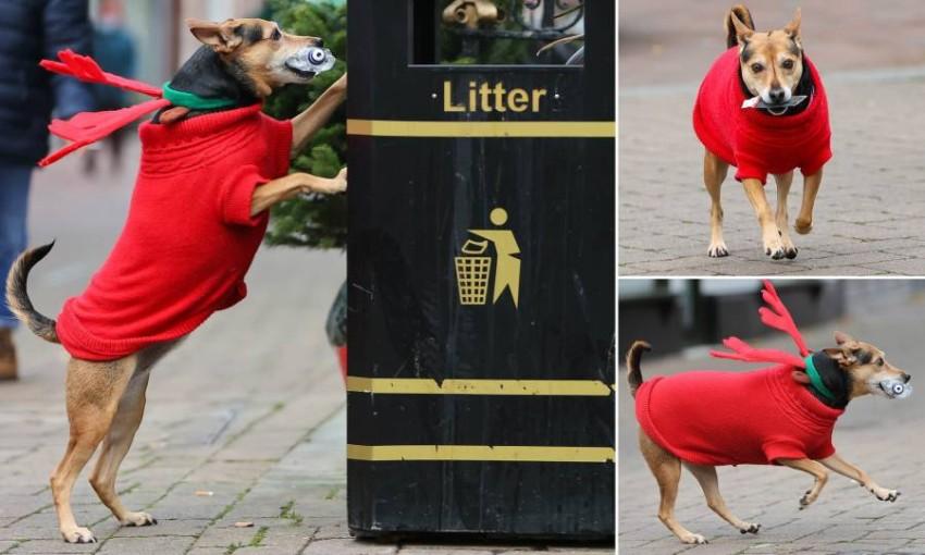 كلبة تجمع القمامة من الشوارع