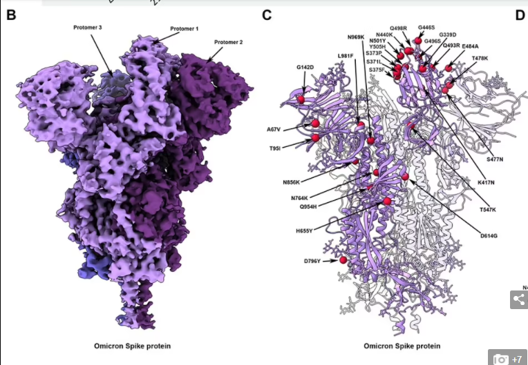 بروتين سبايك يظهر فى الصورة ومدى ارتباطه بخلايا الجسم