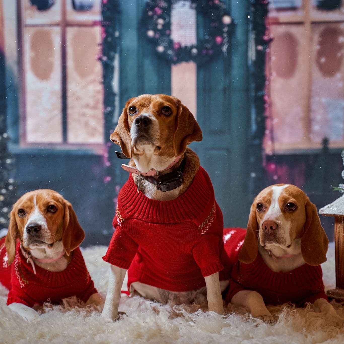 كلاب دييجو جوتا مزينه احتفالا بعيد الميلاد