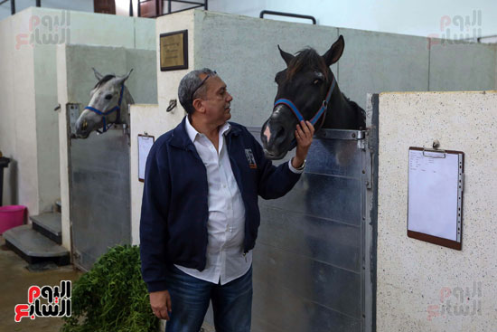 الدكتور عماد معوم خلال فحصه حصان بالمستشفى
