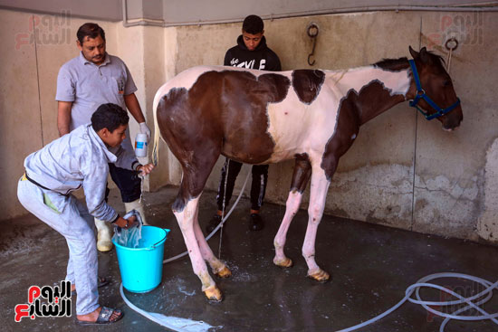 تنظيف الخيول أول خطوات الاستقبال بالمستشفى