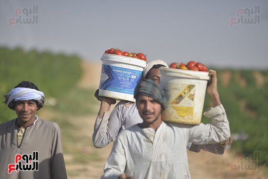 العمال خلال حصاد الطماطم