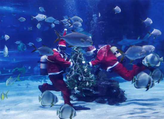 غواصون يرتدون زي بابا نويل يضعون شجرة عيد الميلاد داخل حوض للأسماك فى المجر