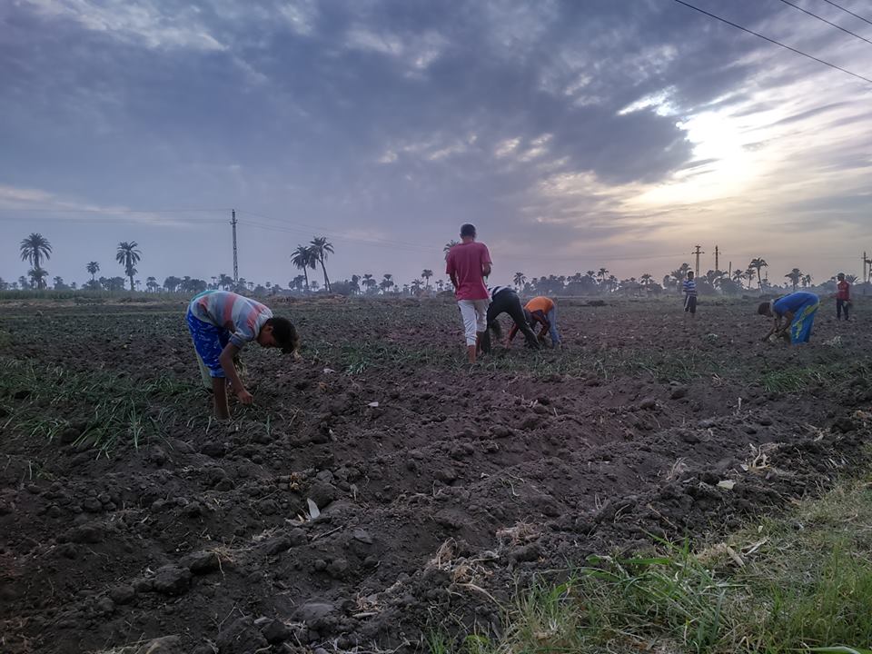 الأطفال خلال عملهم بجمع المحاصيل