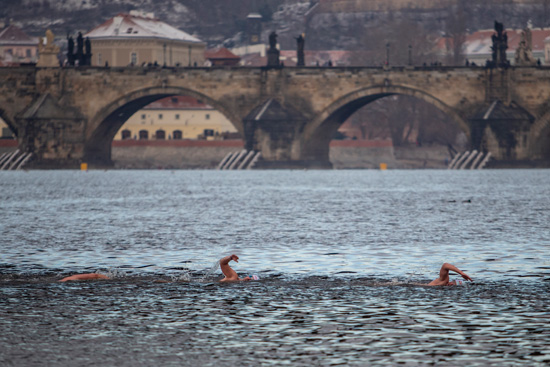 السباحة التقليدية في عيد الميلاد في نهر فلتافا