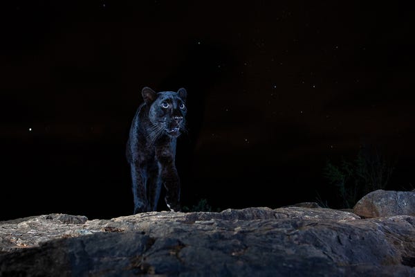 الفائز في صورة الحيوان فيلم الفهد الأسود للمخرج ويليام بورارد لوكاس يظهر الحيوان النادر في البرية.