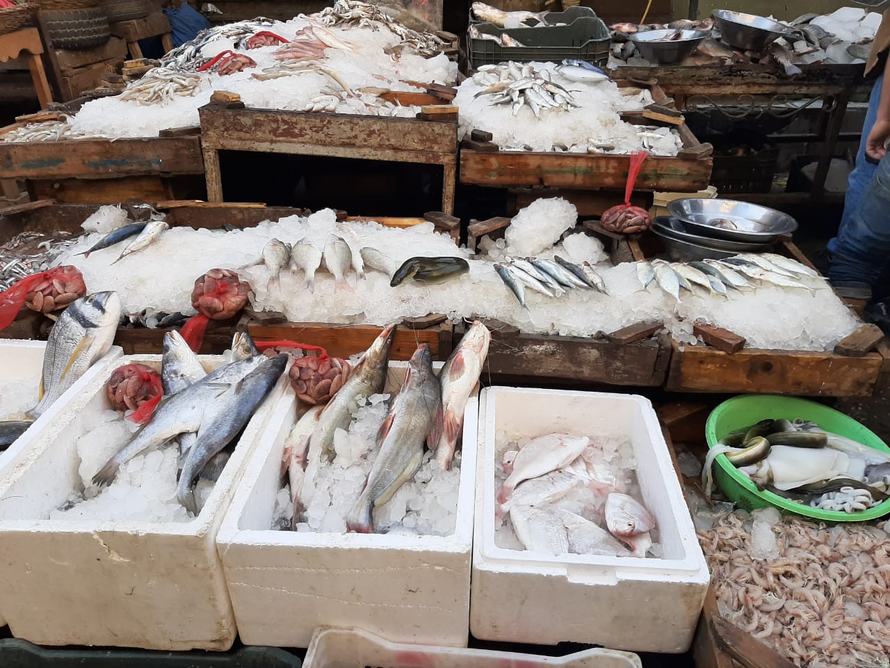 سمك سوق الشرقية
