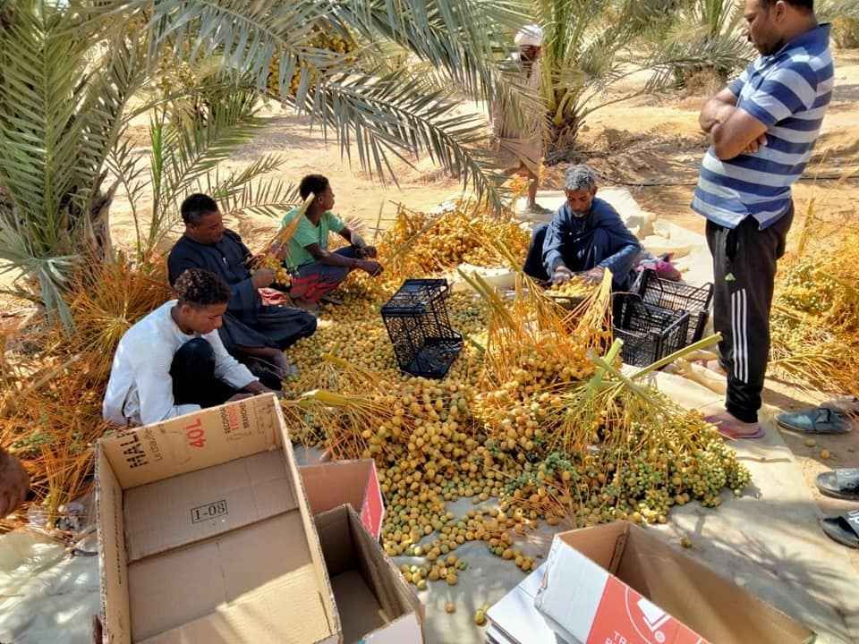 خلال قطف الانتاج خلال قطف الانتاج