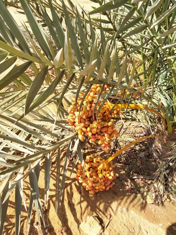 انتاج النخيل انتاج النخيل