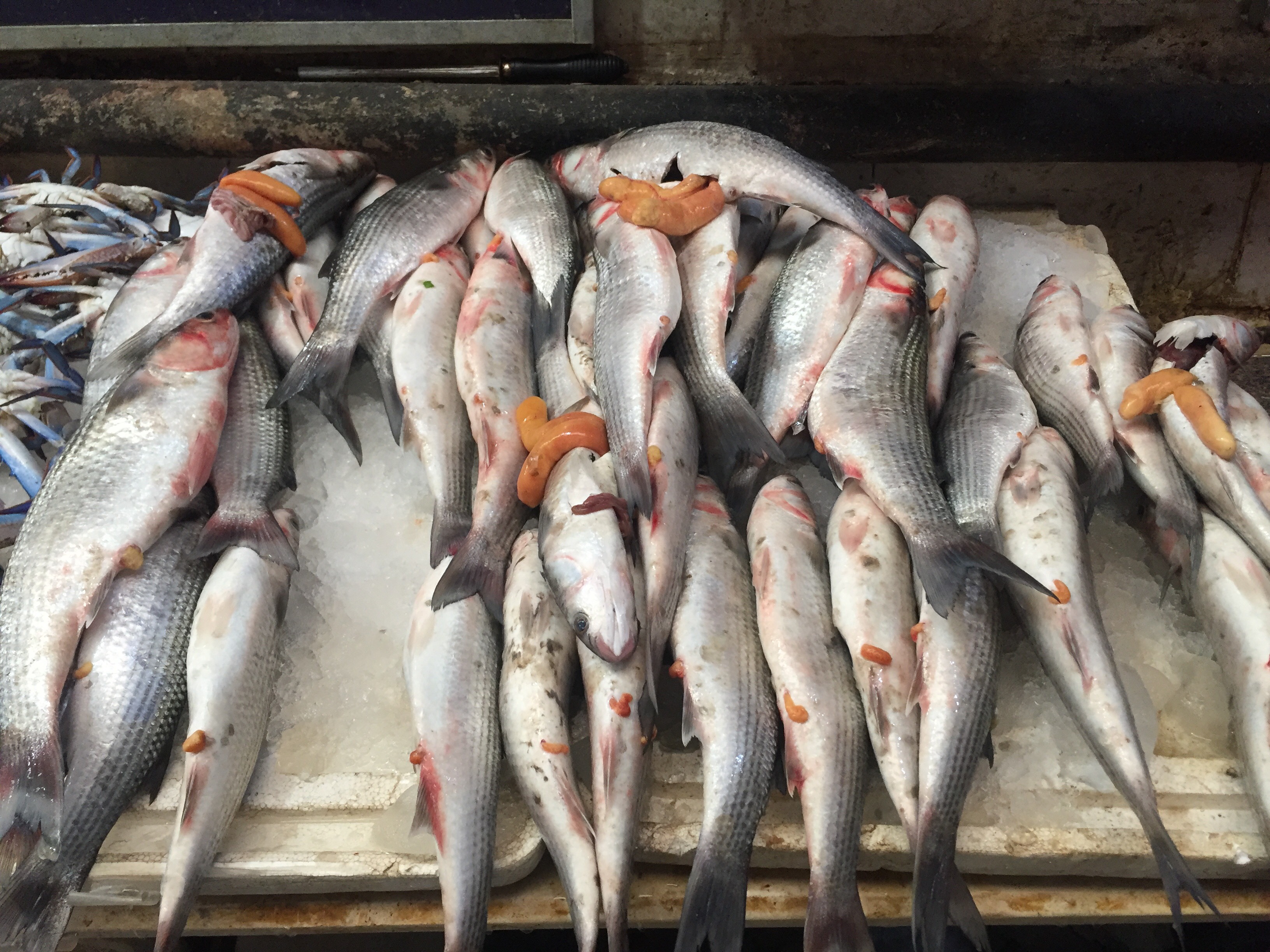 سوق الأسماك بالإسماعيلية (5)