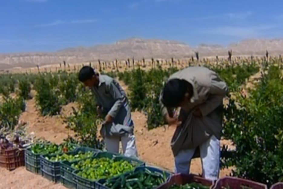 اهالى يعملون فى المكان اهالى يعملون فى المكان