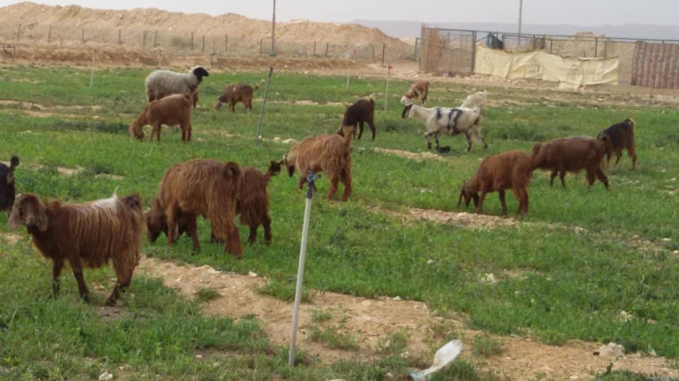 الاغنام فى المزارع الاغنام فى المزارع