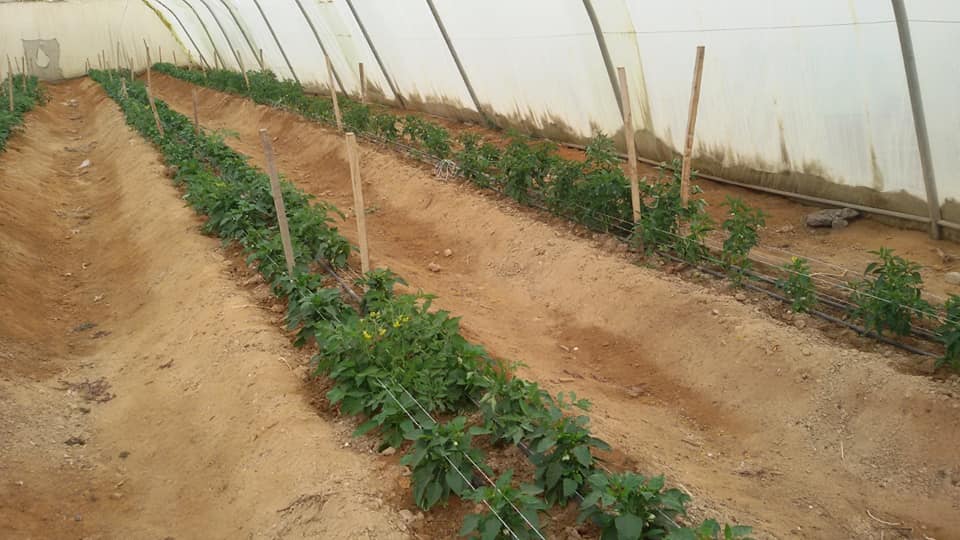 المزارع فى سوط سيناء المزارع فى سوط سيناء