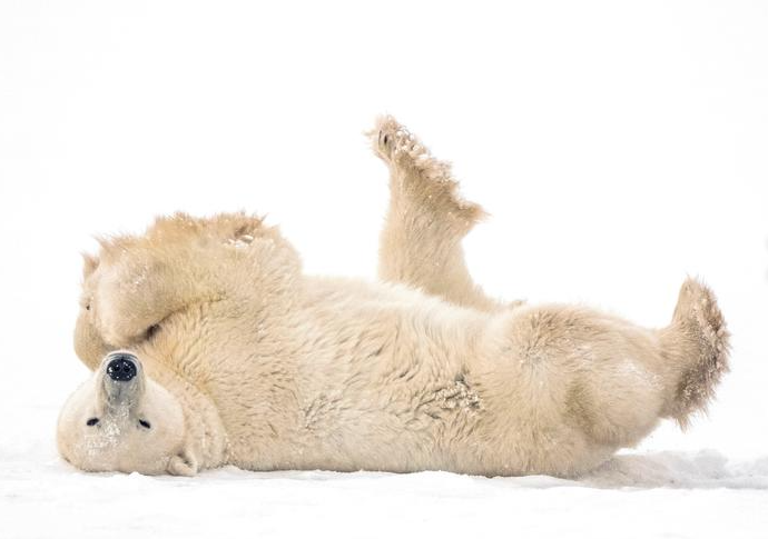 صورة لدب قطبي بعد سجال مع دب آخر
