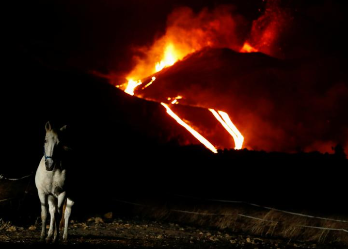 صورة لخيول تفر من بركان كومبر فيجا