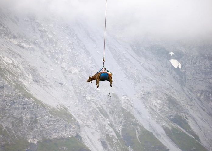 نقل بقرة بطائرة هليكوبتر بعد إقامتها الصيفية في مروج جبال الألب السويسرية