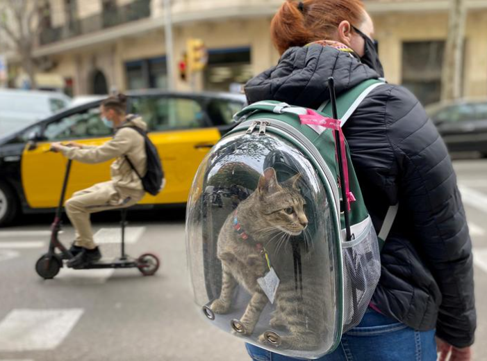 امرأة تحمل قطتها الأليفة في حقيبة ظهر