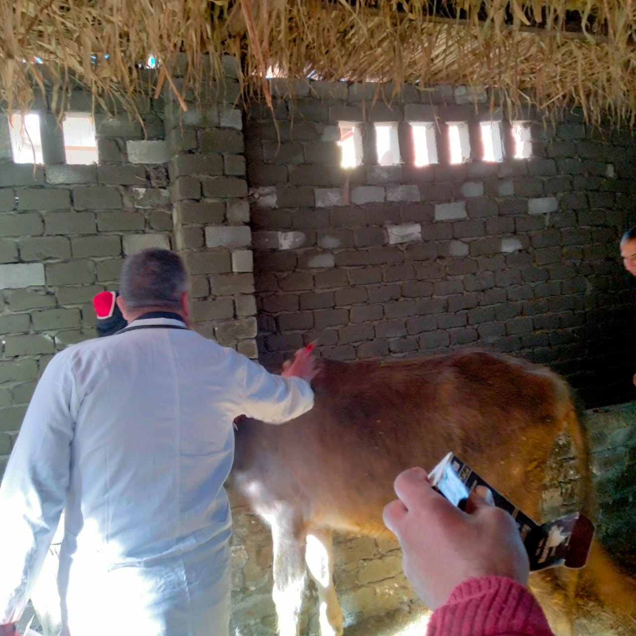 تحصين  الماشية ضد الحمى القلاعية بكفر الشيخ