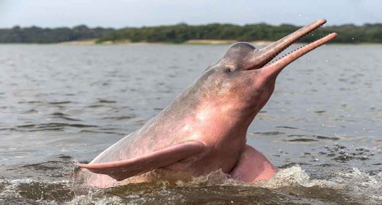الدلافين الوردية