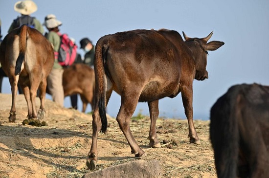 المشي قضى على مصدر الغذاء الرئيسي للأبقار الوحشية في الجزيرة