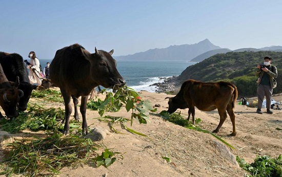 لأبقار في جزيرة العشب القاحلة في هونغ كونغ