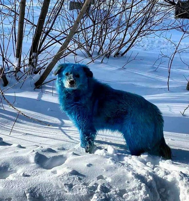 كلاب زرقاء