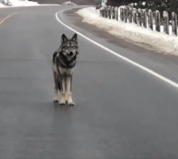 الذئب فى منتصف الطريق