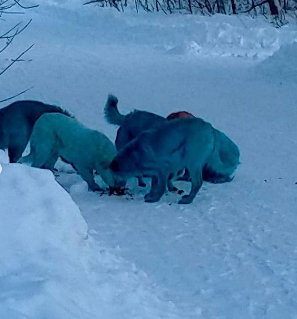 كلاب باللون الأزرق