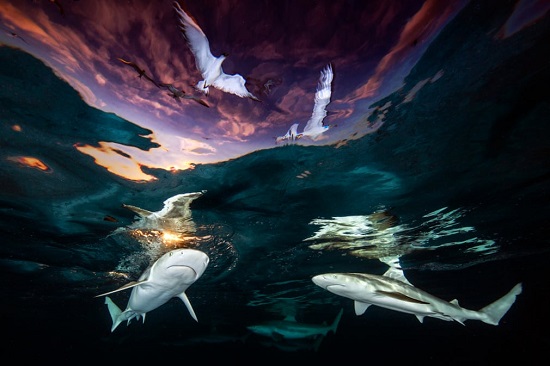 كوة أسماك القرش بواسطة رينيه كابوزولا - الولايات المتحدة