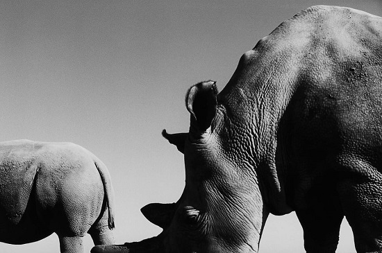 وحيد القرن الأبيض هو ثاني أكبر الحيوانات البرية بعد الفيلة