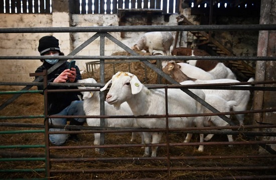 تحمل المزارعة دوت مكارثي هاتفاً محمولاً لتصوير الماعز يأكل التبن