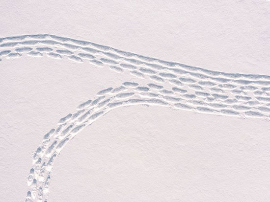 اهتمام كبير بأعمال فن الثلج الفنلندية