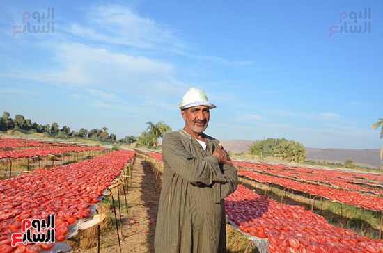 المسئول-على-الجمعية-ومنشر-الطماطم-عبدالكريم-دياب