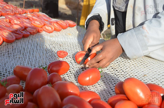عمليات-التقطيع-بعد-اختيار-الطماطم-الافضل