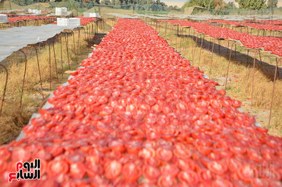 الطماطم-على-المناشر-خلال-التجفيف