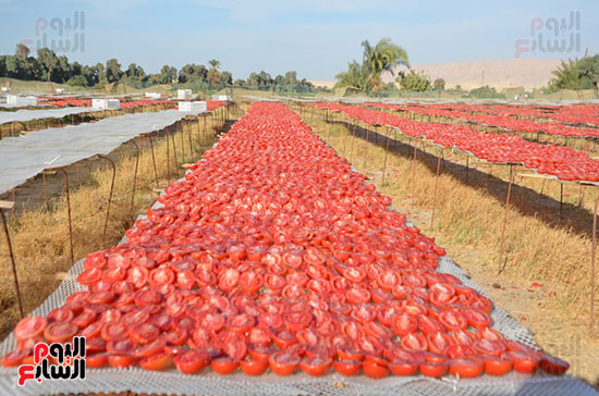 جانب-من-نشر-الطماطم-على-المناشر-باسنا