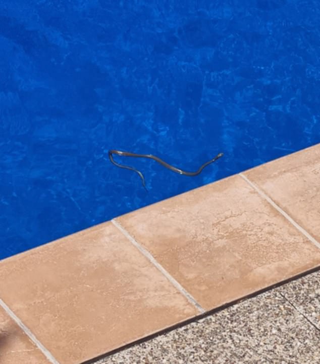 اكتشاف ثعبان في حمام سباحة بأستراليا (2)
