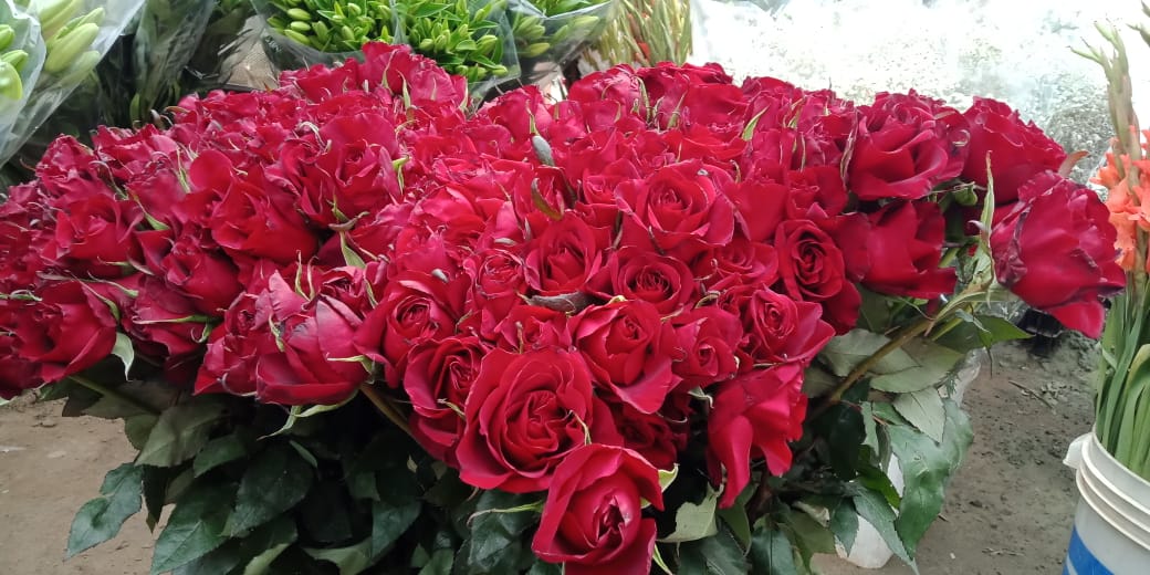 الورود الحمراء لعيد الحب