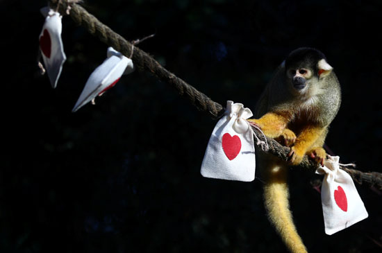 احتفال القرود بعيد  الحب (2)