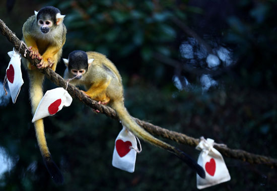 احتفال القرود بعيد  الحب (8)