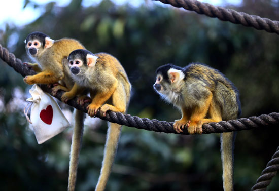 احتفال القرود بعيد  الحب (1)