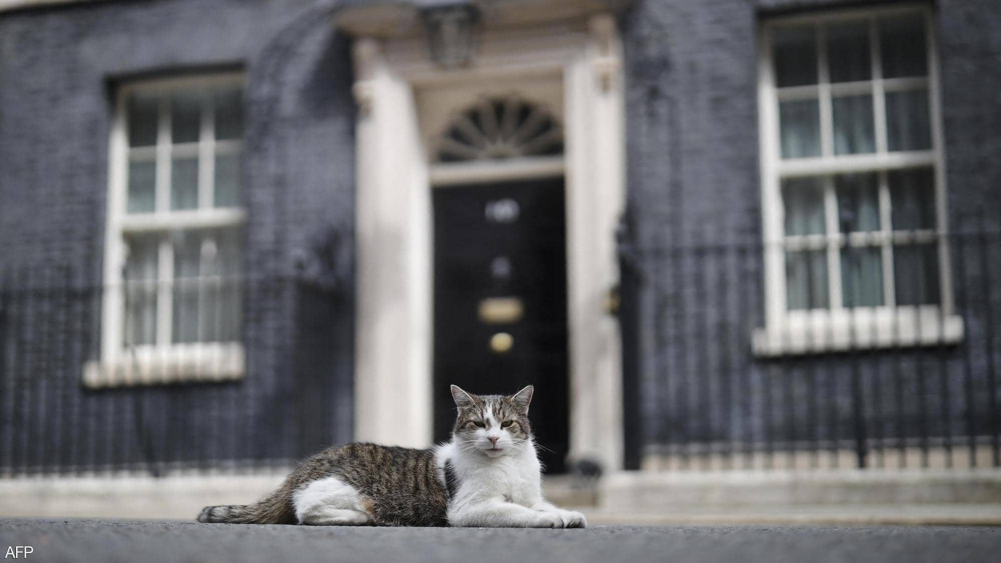 القط لاري يجلس أمام مقر رئاسة الحكومة البريطانية