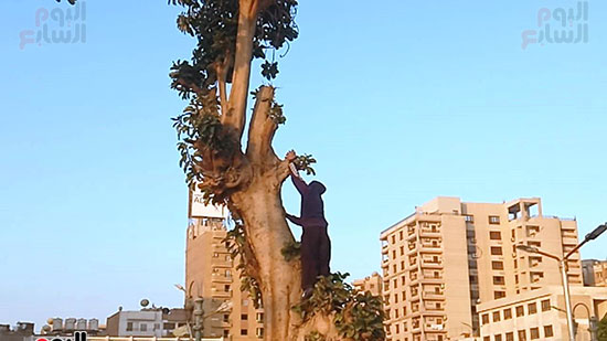 عبد-المهيمن-أثناء-تسلقة-الاشجار