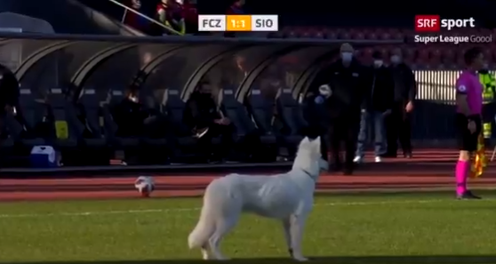 كلب يقف فى نصف الملعب